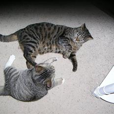 Huskat Sofus<3 R.I.P.<3