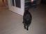 Huskat Daisy (Fars kat)