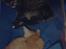 Blanding af racer Timian R.I.P. :'(