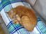 Blanding af racer Bettemus R.I.P. :'( :'(