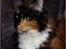 Maine Coon DK Proud Danish MoonShadow - 10 mdr
