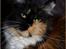 Maine Coon DK Proud Danish MoonShadow