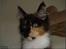 Maine Coon DK Proud Danish MoonShadow