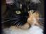 Maine Coon DK Proud Danish MoonShadow