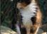 Maine Coon DK Proud Danish MoonShadow