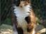 Maine Coon DK Proud Danish MoonShadow