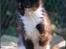 Maine Coon DK Proud Danish MoonShadow