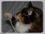 Maine Coon DK Proud Danish MoonShadow
