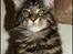 Maine Coon DK Proud Danish MoonDreamer