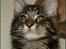 Maine Coon DK Proud Danish MoonDreamer