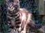 Maine Coon DK Proud Danish MoonDreamer
