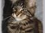 Maine Coon DK Proud Danish MoonDreamer