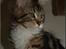 Maine Coon DK Proud Danish MoonDancer