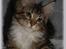 Maine Coon DK Proud Danish MoonDancer