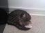 Huskat Cleo