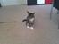 Huskat Cleo