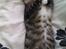 Huskat Cleo