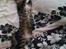 Huskat Cleo