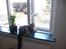Maine Coon Maximus R.I.P.