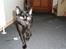 Huskat Norah 