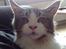 Maine Coon DK Vingsteds DÁngelo