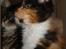 Maine Coon DK Proud Danish MoonShadow