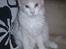 Maine Coon Lykkekatte Jersey