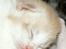 Maine Coon Lykkekatte Jersey - 2 uger