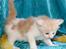 Maine Coon Lykkekatte Jersey - 4 uger