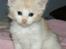 Maine Coon Lykkekatte Jersey - 5 uger