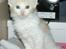 Maine Coon Lykkekatte Jersey - 6 uger