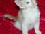 Maine Coon Lykkekatte Jersey - 7½ uge