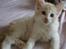 Maine Coon Lykkekatte Jersey - 8 uger