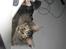 Maine Coon Samson - død 01.10.10
