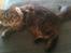 Maine Coon Amanda   -   SOLGT