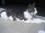 Huskat Citta