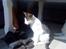 Huskat Citta
