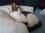 Huskat Citta