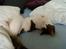 Huskat Citta