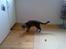Huskat Josefine - Finemissen