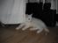 Blanding af racer Nala
