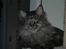 Maine Coon Dk Fribanikos´ Quigley