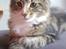Norsk Skovkat Rebi Cats Katie Melua - <3