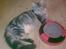 Maine Coon Maximus R.I.P. - ynglings legetøjet