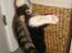 Huskat Frode