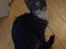 Huskat Frode