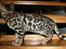 Bengal Clear Starry Night