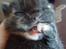 Blanding af racer Minnie - Hun bidder i sin egen pote ;D