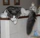 Maine Coon Harley.