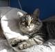 British Shorthair Bamse